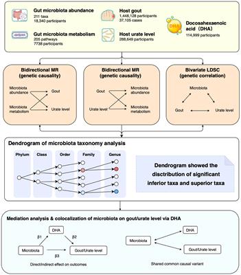 Dissecting the causal effect between gut microbiota, DHA, and urate metabolism: A large-scale bidirectional Mendelian randomization